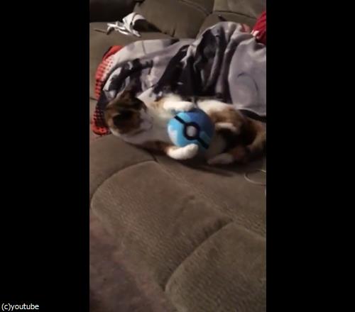 この可愛い生き物をゲットしたいけど02