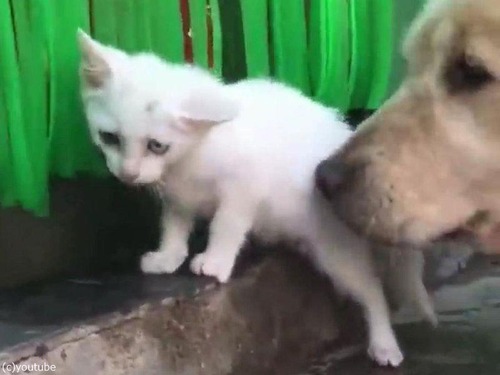 ゴールデンレトリバーが迷子の子猫を拾ってくる05