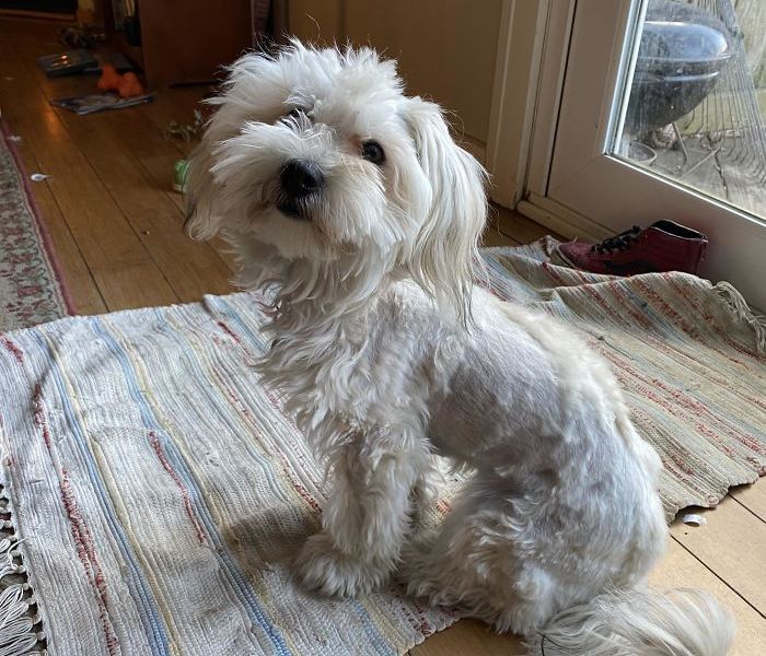 愛犬のヘアカットに挑戦した飼い主たち とても残念な結果いろいろ らばq 愛犬のヘアカットに挑戦した飼い主たち とても残念な結果いろいろ らばq