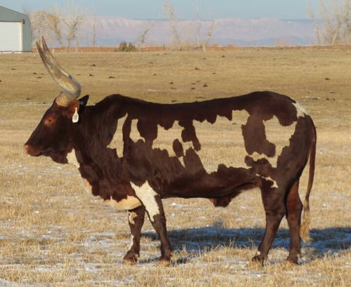 部分的に透明に見える牛02