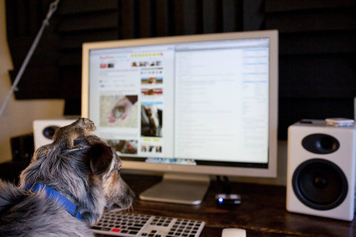 生後5週間のリス09