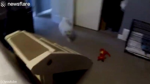 ����Ǥơץ��ԡ��뤬�䤱�˷㤷�����01