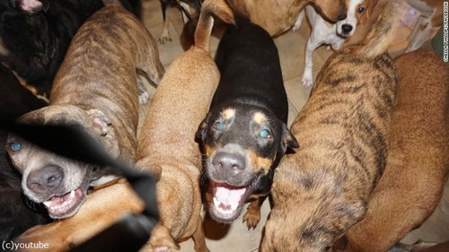 バハマで97匹の犬を保護03