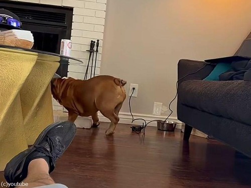 この犬の「おやつが欲しい」ほど、わかりやすいアピールも珍しい（動画）
