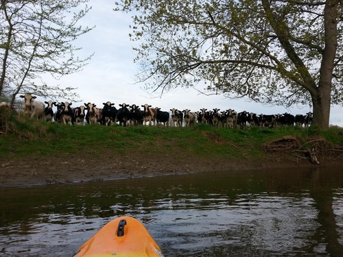 カヤックと牛01