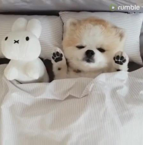 ¤³¤ó¤Ê¤Ë¤«¤ï¤¤¤¤¿²Áê¤Î¥Ý¥á¸«¤¿¤³¤È¤¢¤ë¡©04