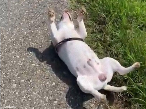 �����褦�������ܤä����븤03