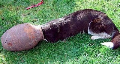 抜けなくなった動物たち04