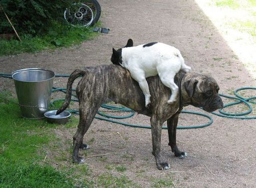 疲れ果てた犬と猫06