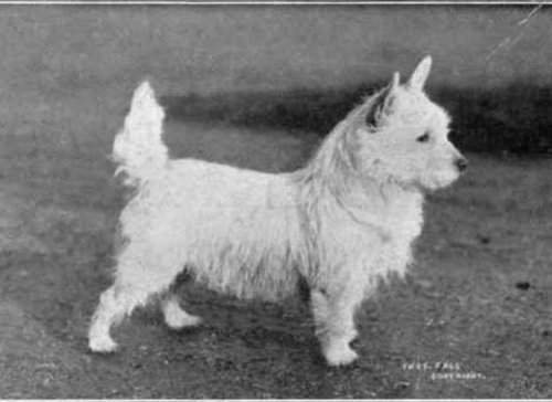 犬種は100年でこう変わった19