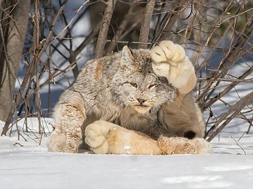 リアルなビッグフット01