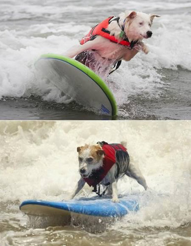 クレイジー・サーファー03