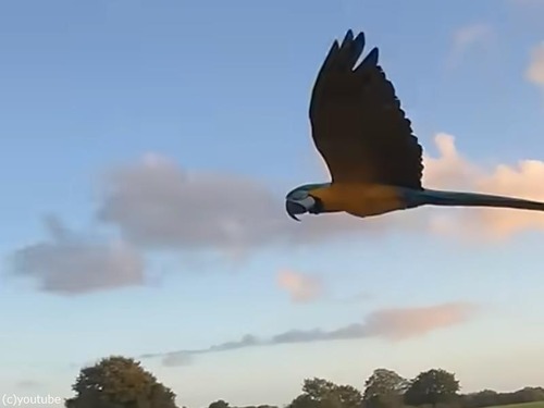 「なんて美しい…」車の横を並んで飛ぶペットのインコ（動画）