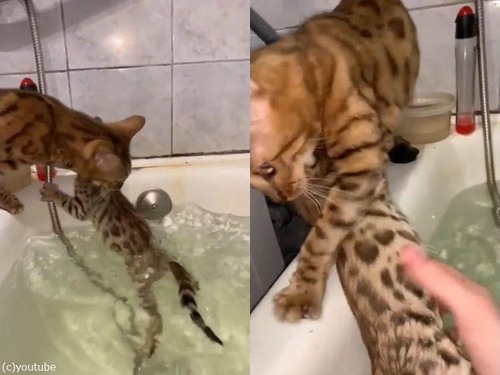 バスタブの奥で子猫が「助けてー」03