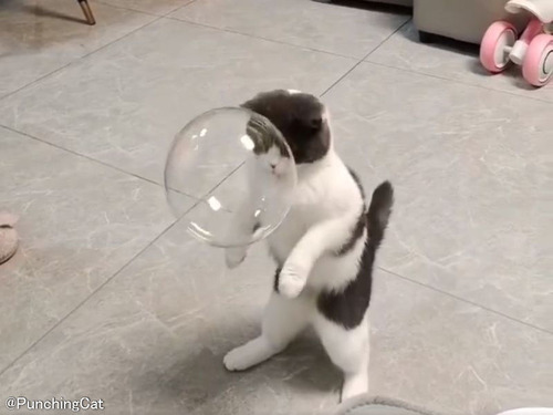 「猫であることを忘れた!?」初めてシャボン玉を見て猫らしくないポーズになる