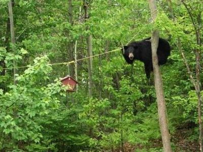 あきらめないクマー00