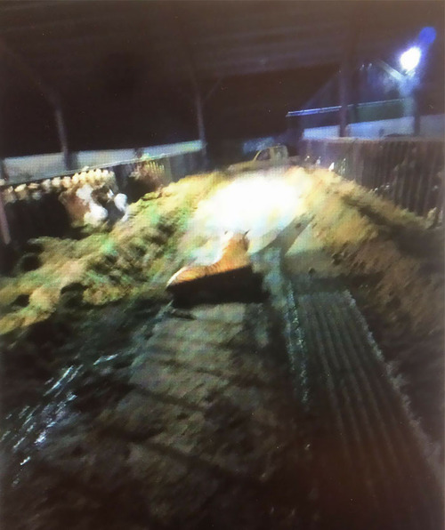 スコットランドの牛小屋に虎の通報02