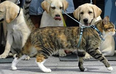 犬と猫の絡み-3匹の犬の前を通り過ぎる猫