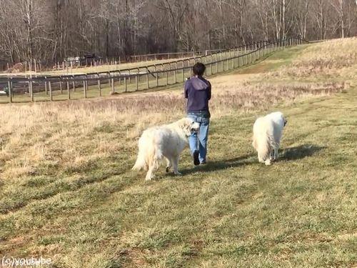 農場で動物と散歩01