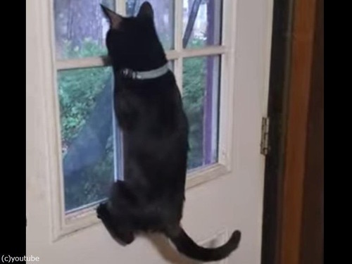 特等席から来客を歓迎する猫「近い！」（動画）