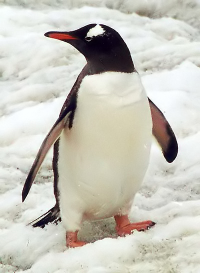 ペンギンのゆで卵は 白身が透明だった フォークランド諸島の食文化 らばq ペンギンのゆで卵は 白身が透明だった フォークランド諸島の食文化 らばq