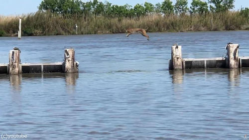 �ܥ֥���åȤβ���ʥ�����03