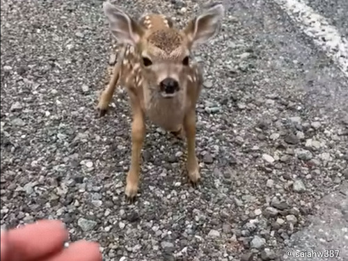 人懐っこい野生の子鹿「頭をナデナデして！」