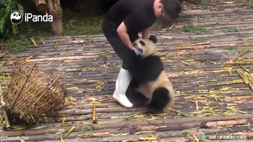 かまってほしくて仕方がないパンダ05