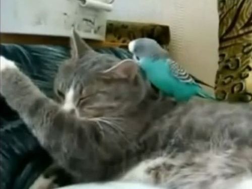 小鳥に翻弄される猫たち01