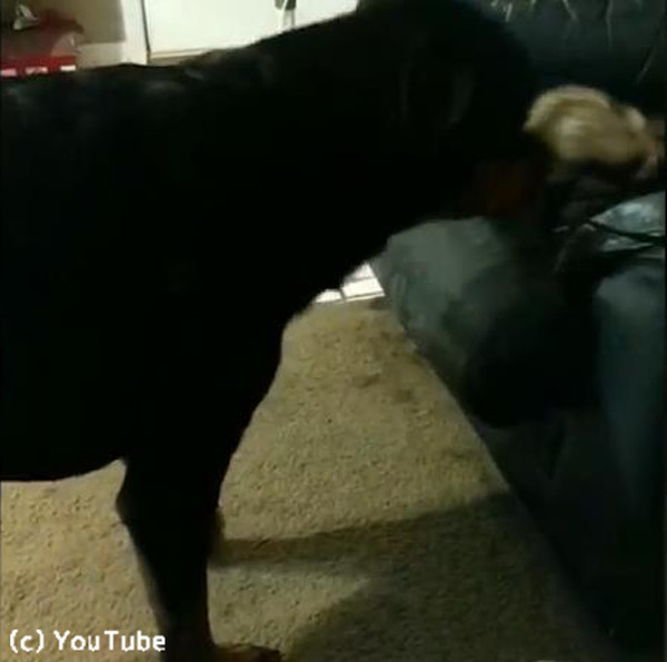 フェレットを助ける心優しき犬 動画 らばq