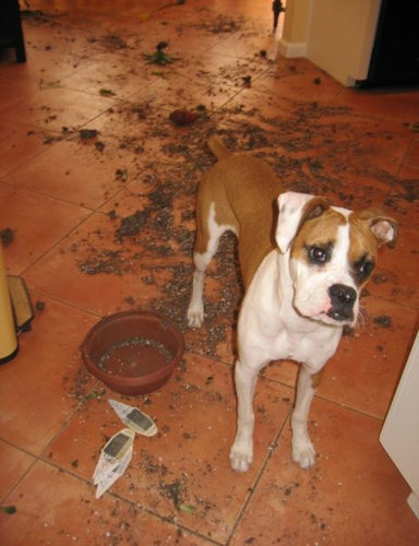 ペットのいたずら14