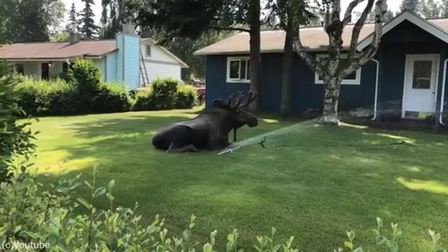 ���ץ�󥯥顼�ǿ���Ӥ���إ饸��01