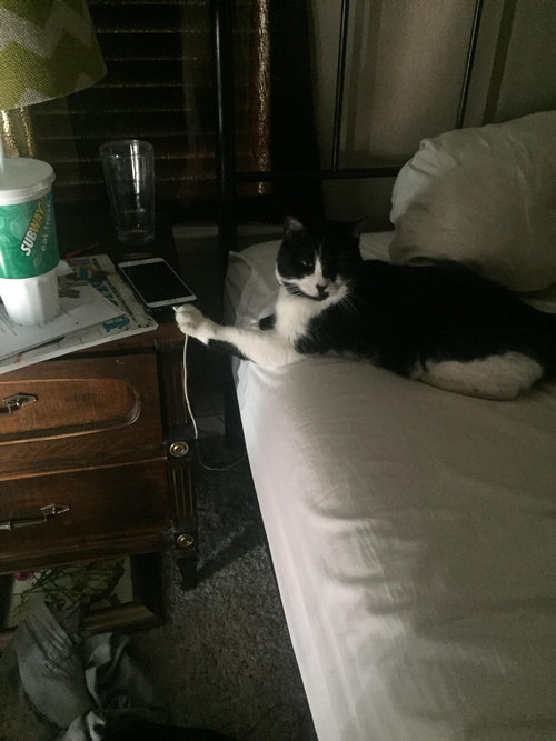 足をちょこんと置く猫03