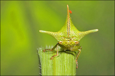 ソーン・バグ02