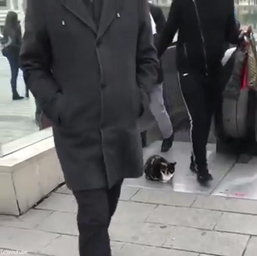 猫「知ったこっちゃねぇ」06