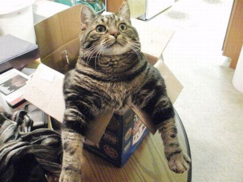 なぜ猫はえらいのか01