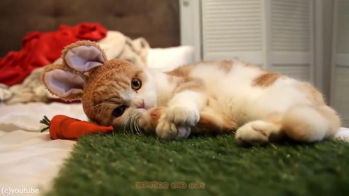 ウサギかと思ったら猫だった02