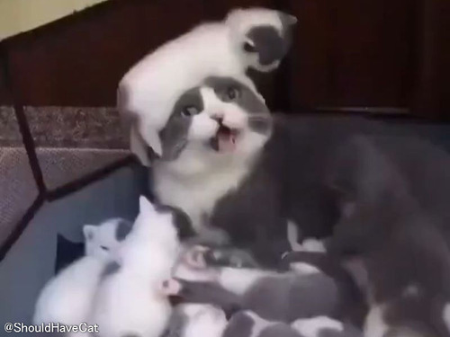 子猫の1匹がやたら冒険心にあふれると…ママ猫は大変