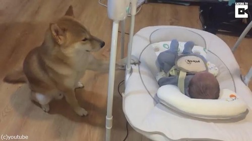 子守りのプロ柴犬01