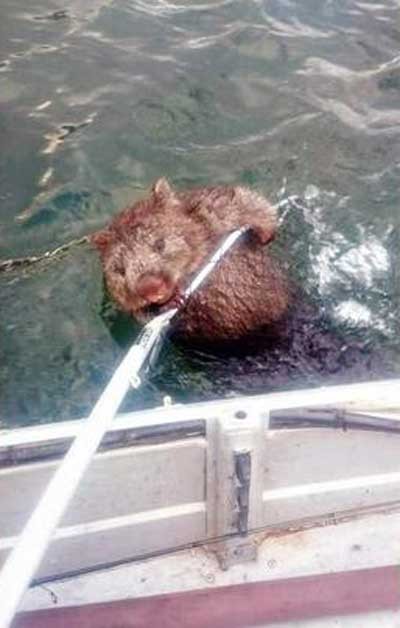 溺れかけのウォンバット01