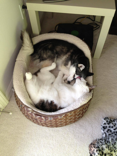 11¤¹¤ä¤¹¤ä¿²¤ëưʪ