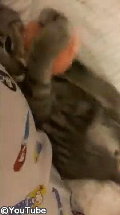 猫「おもちゃが……なくなっちゃったニャ01