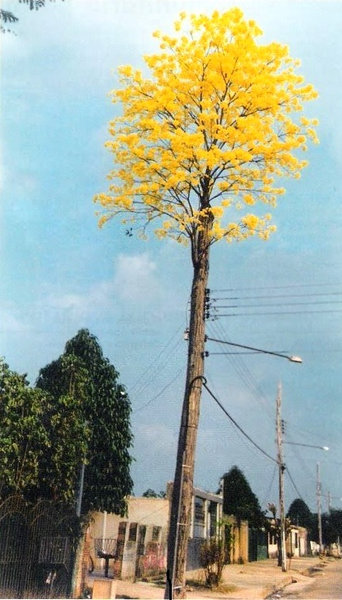 01生命力のる植物たち