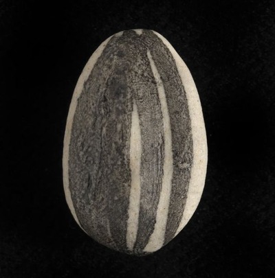 ひまわりの種05