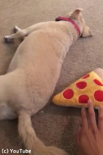 犬「絶対あげない!」02