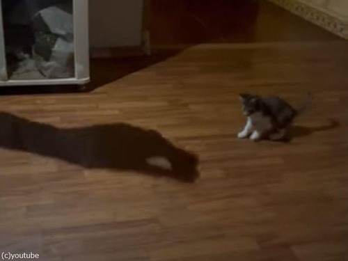 子猫が…飼い主の手の影に恐れおののく（動画）