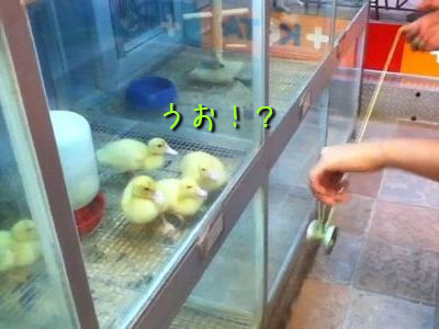 ヨーヨーに興奮するアヒルのヒナ