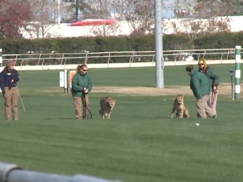 競馬場にチーター01