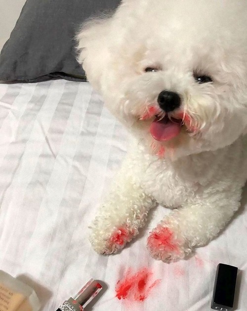 �����礬����ȴ�����������ڥåȤ���10