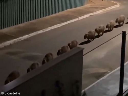 ブラジルの街中で深夜に窓の外を見たら…野生のカピバラの群れが行進していた